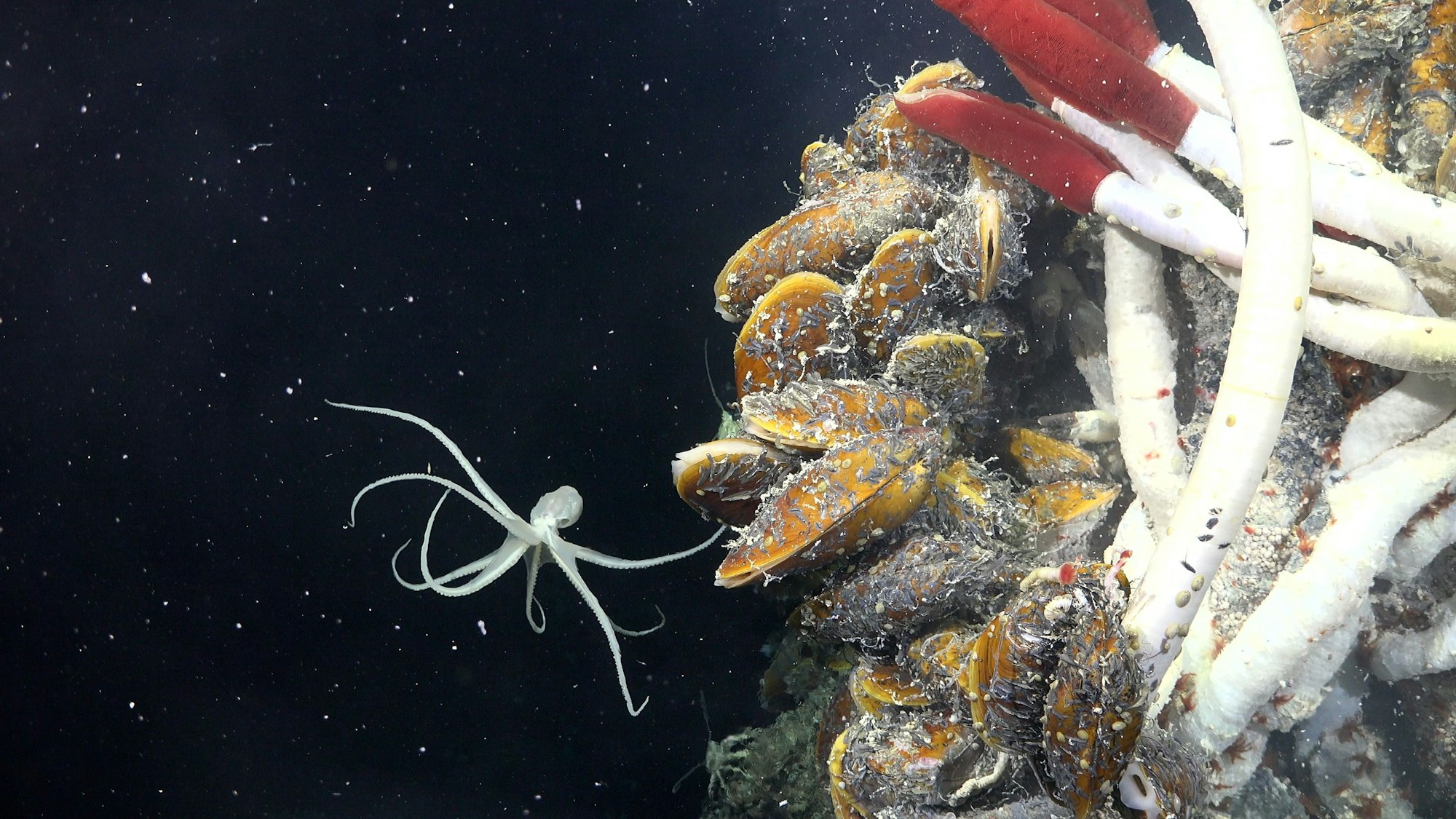 Ein Vulcanoctopus schwimmt in der Nähe eines Unterwasserschlots in 2500 Metern Tiefe. In der Tiefsee haben sich in der Nähe von Unterwasservulkanen einzigartige Lebensformen gebildet.