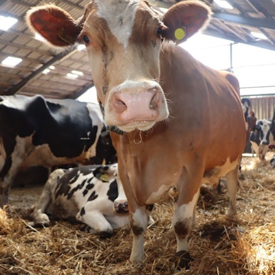 Auf einem strohbedecktem Boden stehen und liegen die Kühe im Stall.