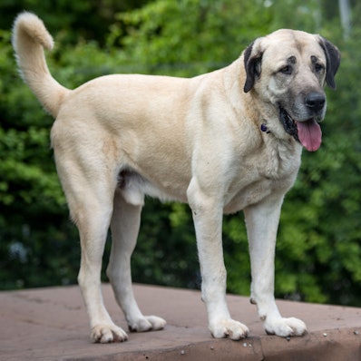 Ein Hund der Rasse Kangal steht am 07.06.2017 im Tierheim Stuttgart (Baden-Württemberg) in seinem Gehege.