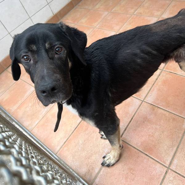 Bild eines Hunds, dessen Rippen deutlich hervorstehen