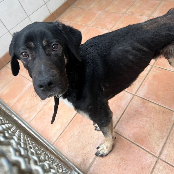 Bild eines Hunds, dessen Rippen deutlich hervorstehen