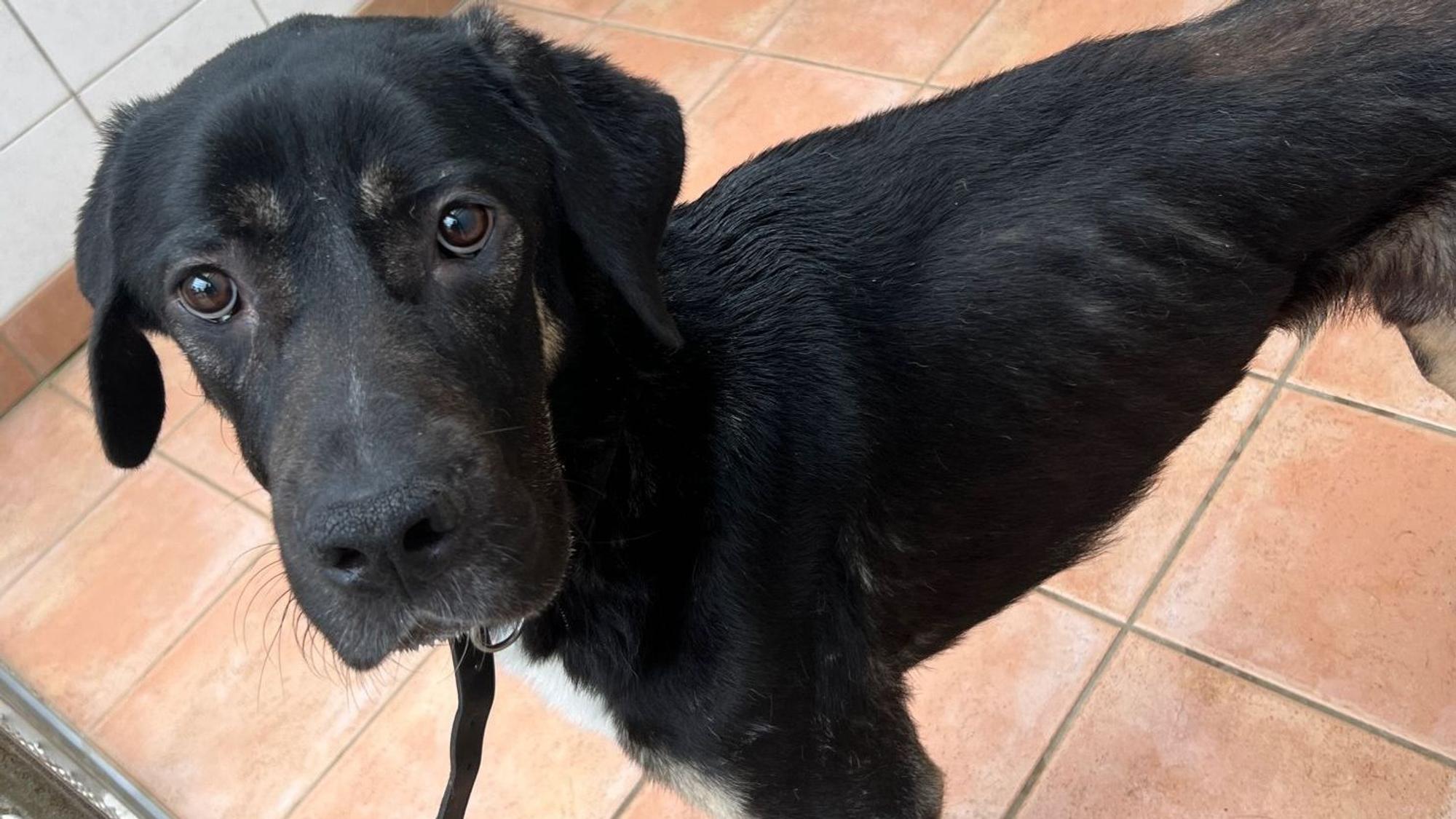 Bild eines Hunds, dessen Rippen deutlich hervorstehen