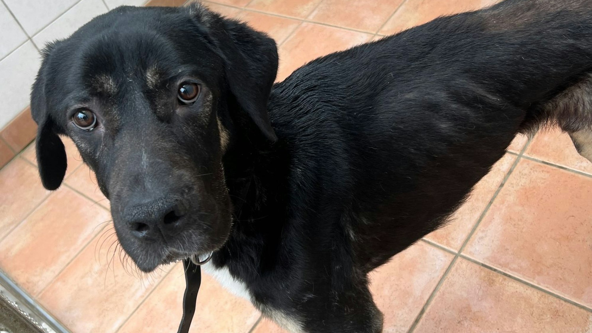 Bild eines Hunds, dessen Rippen deutlich hervorstehen