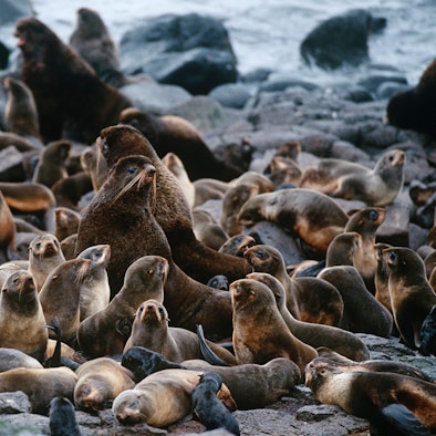 Eine Kolonie von nordischen Pelzrobben sitzt auf einer felsigen Küste. (Symbolbild)
