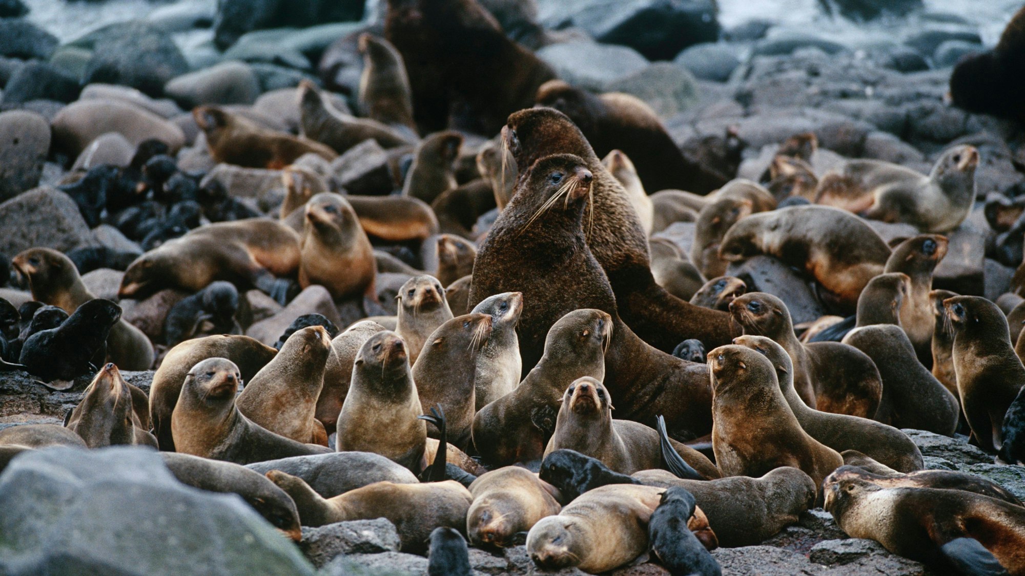 Eine Kolonie von nordischen Pelzrobben sitzt auf einer felsigen Küste. (Symbolbild)