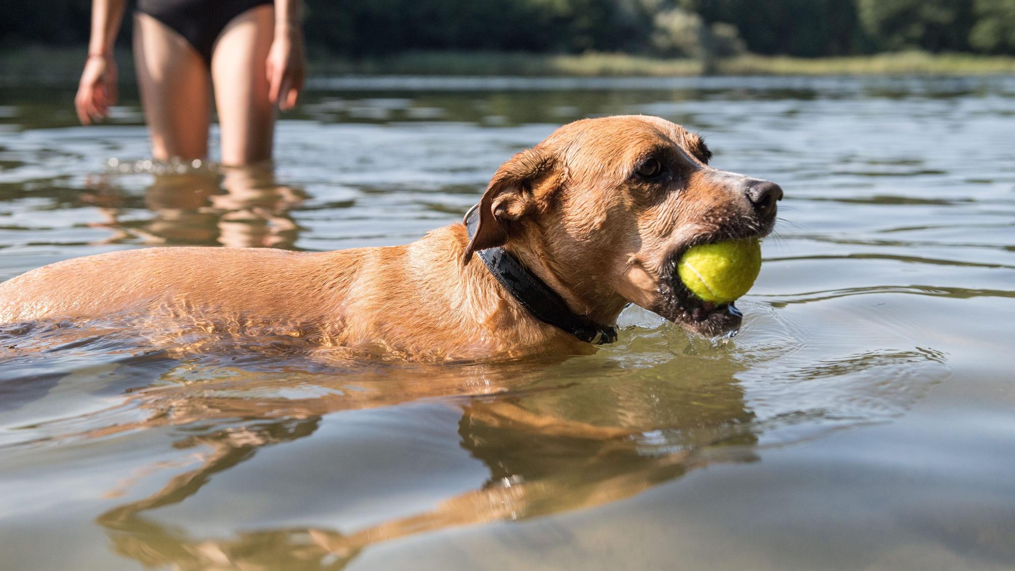 Ein Hund hat einen Tennisball im Maul und schwimmt durch einen See.