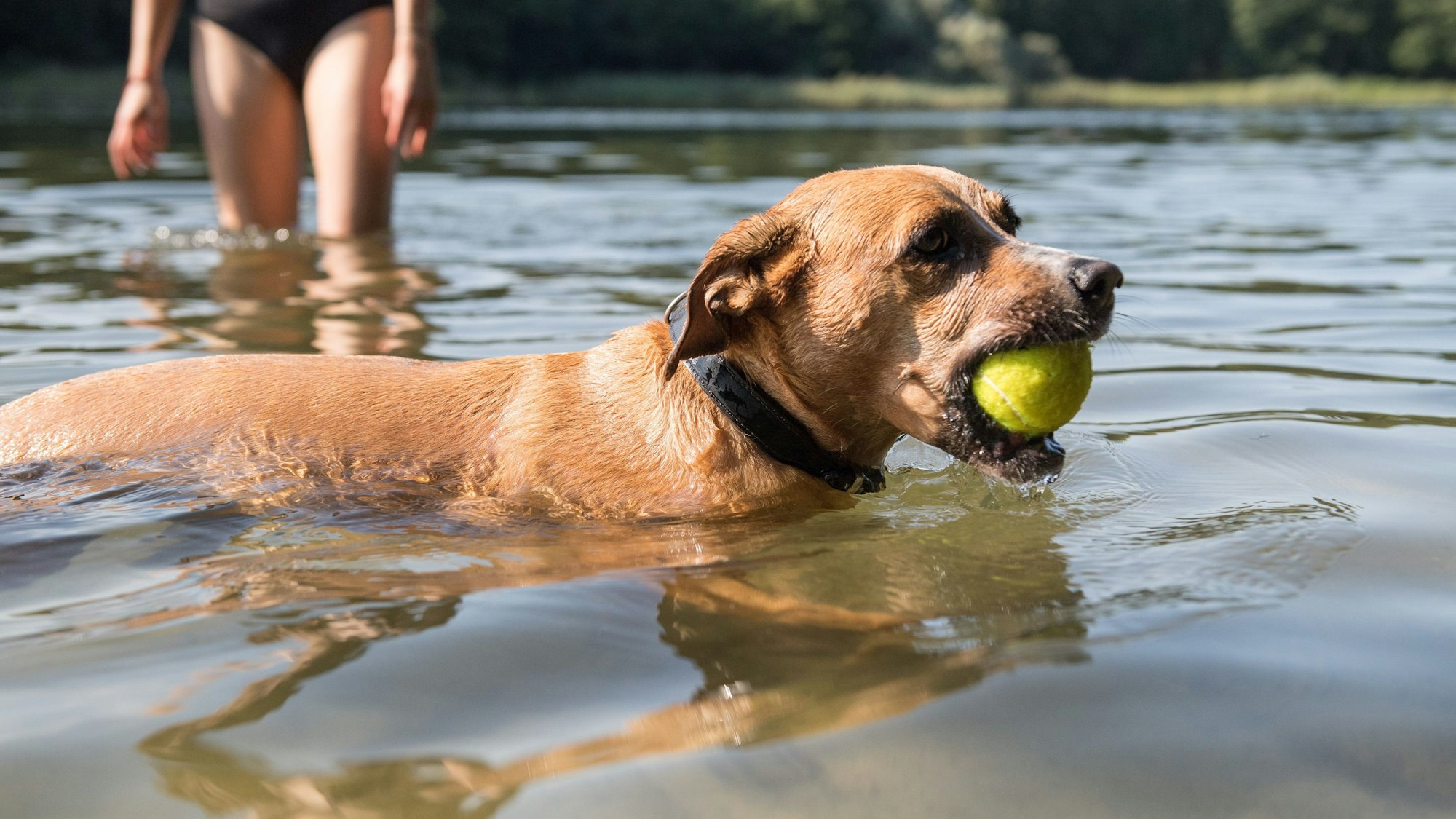 Ein Hund hat einen Tennisball im Maul und schwimmt durch einen See.