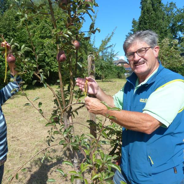 Eine Frau und ein Mann bringen gelbe Bänder an einem Obstbaum an.