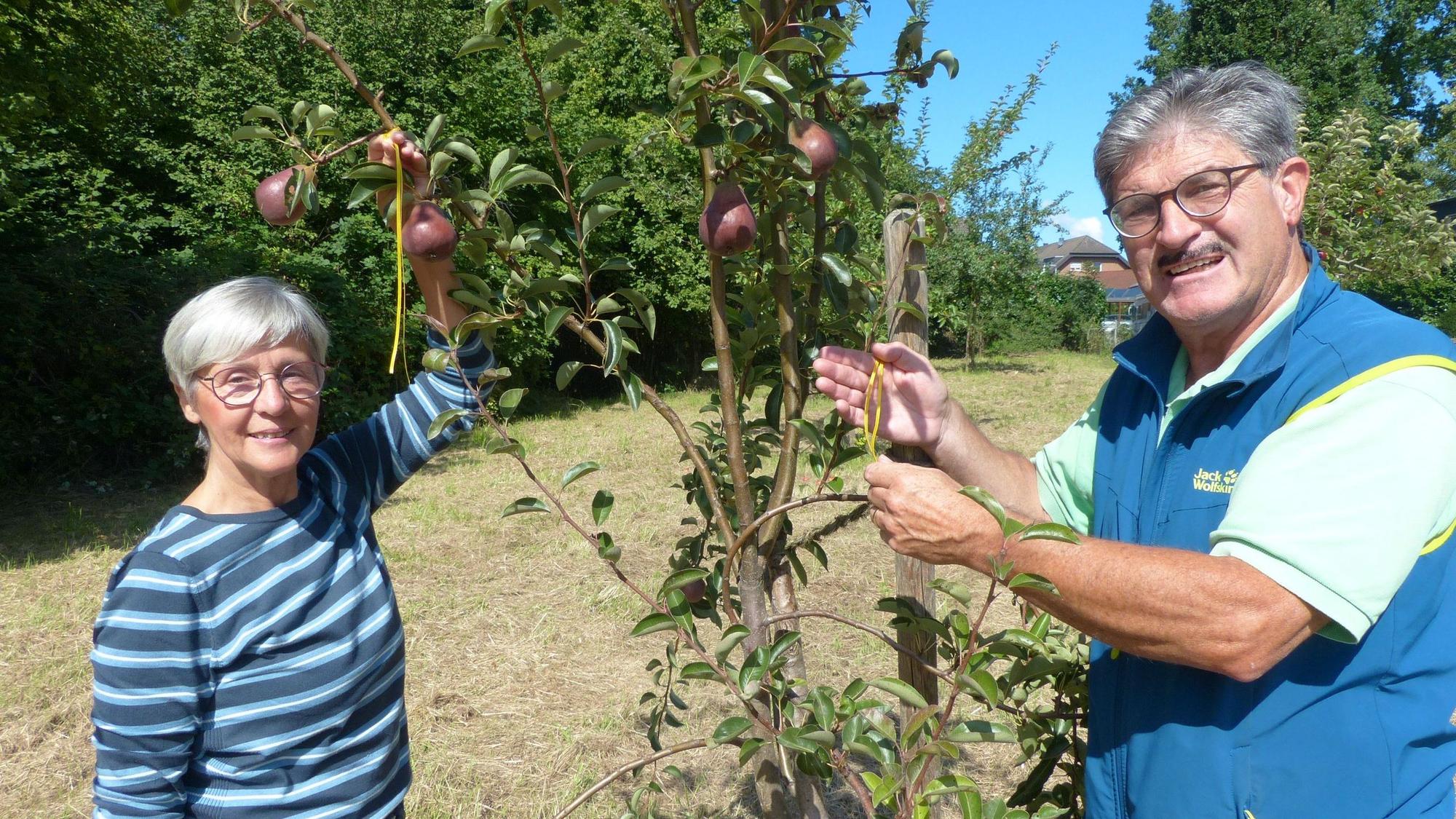 Eine Frau und ein Mann bringen gelbe Bänder an einem Obstbaum an.