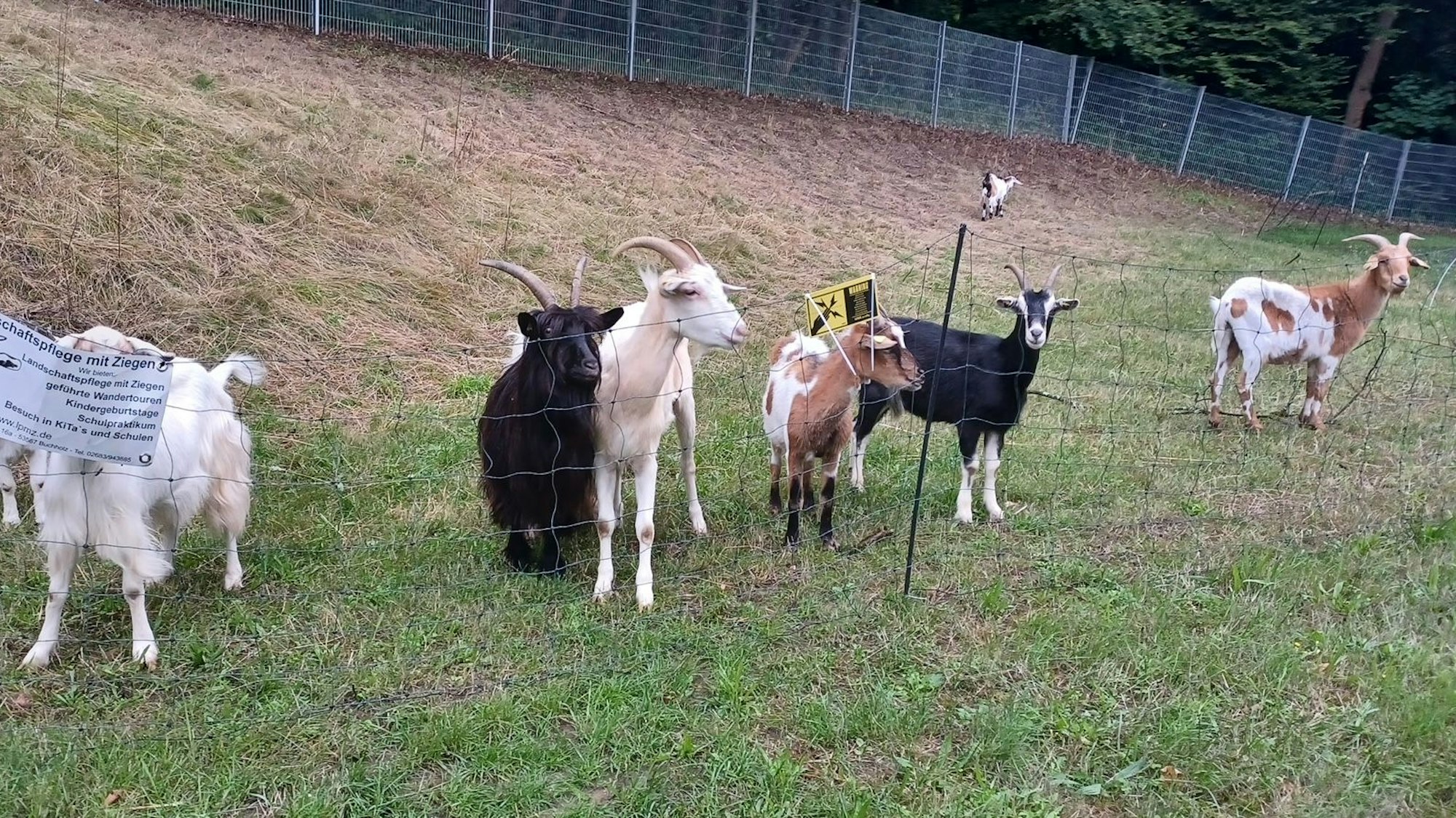 Ziegen als Landschaftspfleger / Oliver Auster