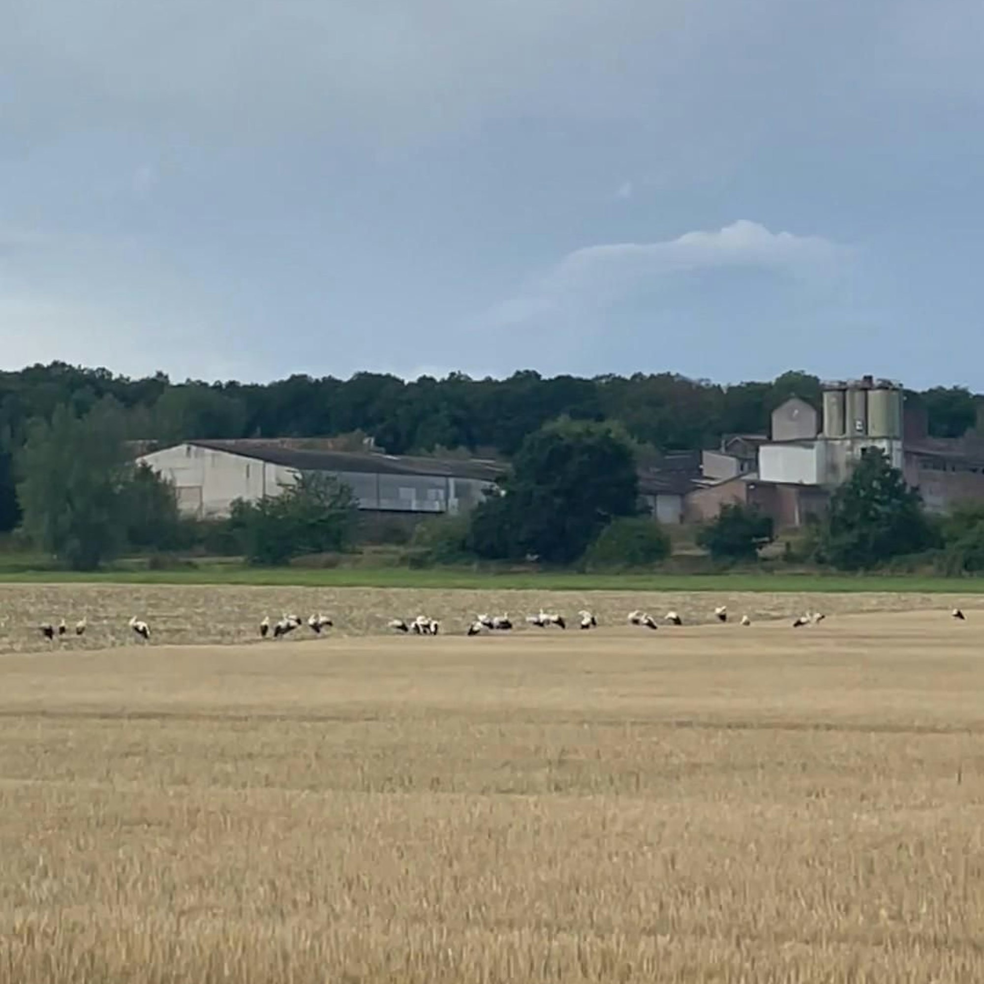 Störche auf einem Feld bei Firmenich
