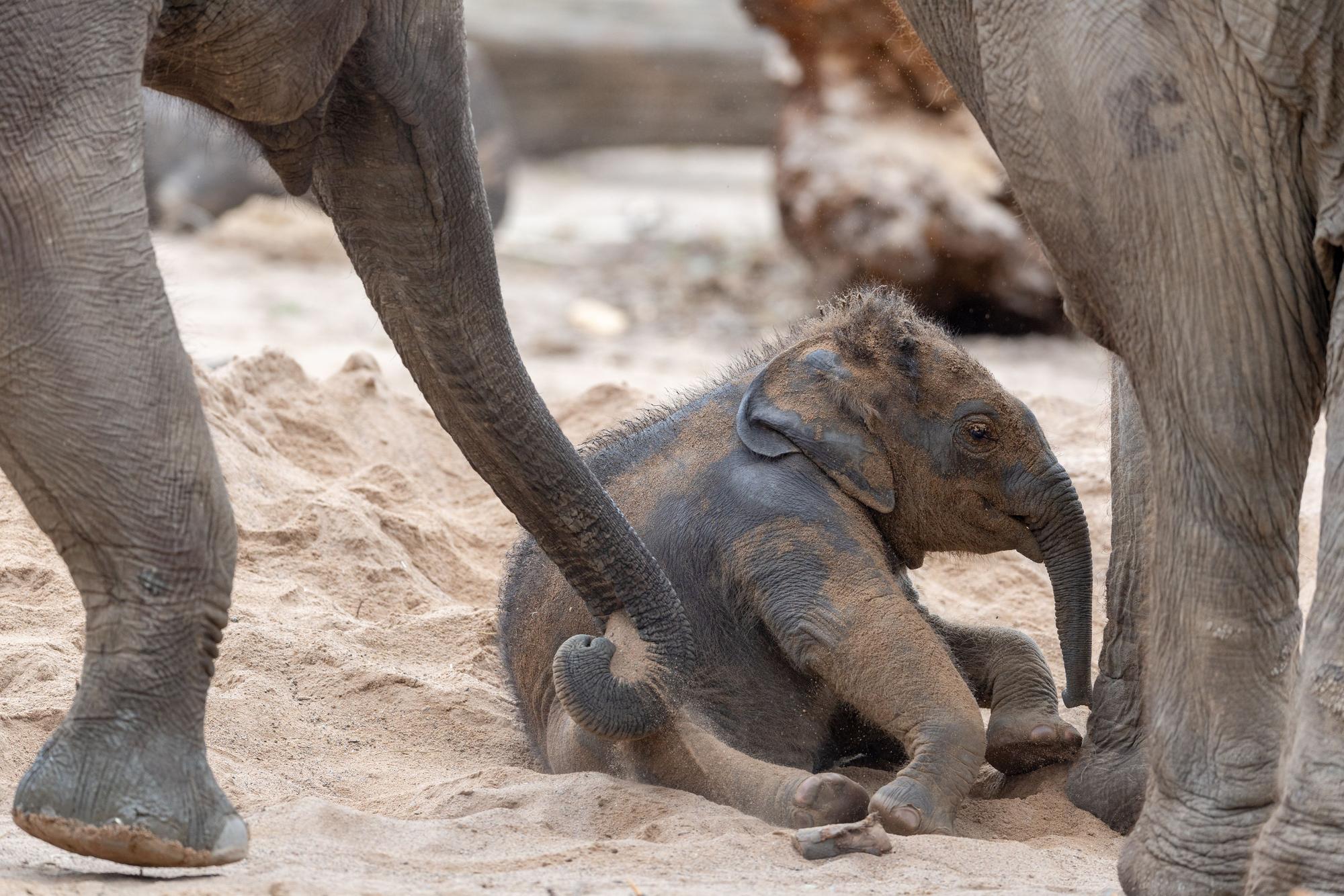 Das Elefantenbaby Sarinya liegt im Sand.