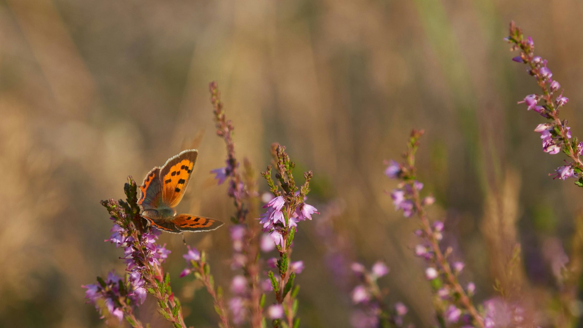 Kleiner Feuerfalter auf Besenheide