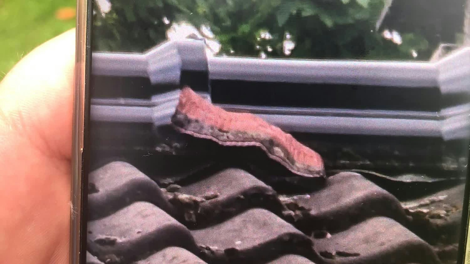 Eine Person hält ein Handy mit einem Foto der vermeintlichen Riesenschlange in Neuss. Tatsächliche stellte sich der Fund als Bauschaum heraus.