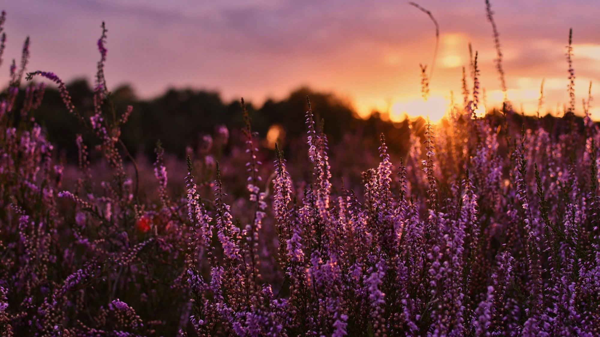 Im Sonnenuntergang leuchtet die lilafarbene Heide, wie hier in der Westruper Heide, besonders stark.