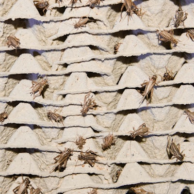 Seit 2018 sind Lebensmittel mit Hausgrillen in der EU zugelassen.