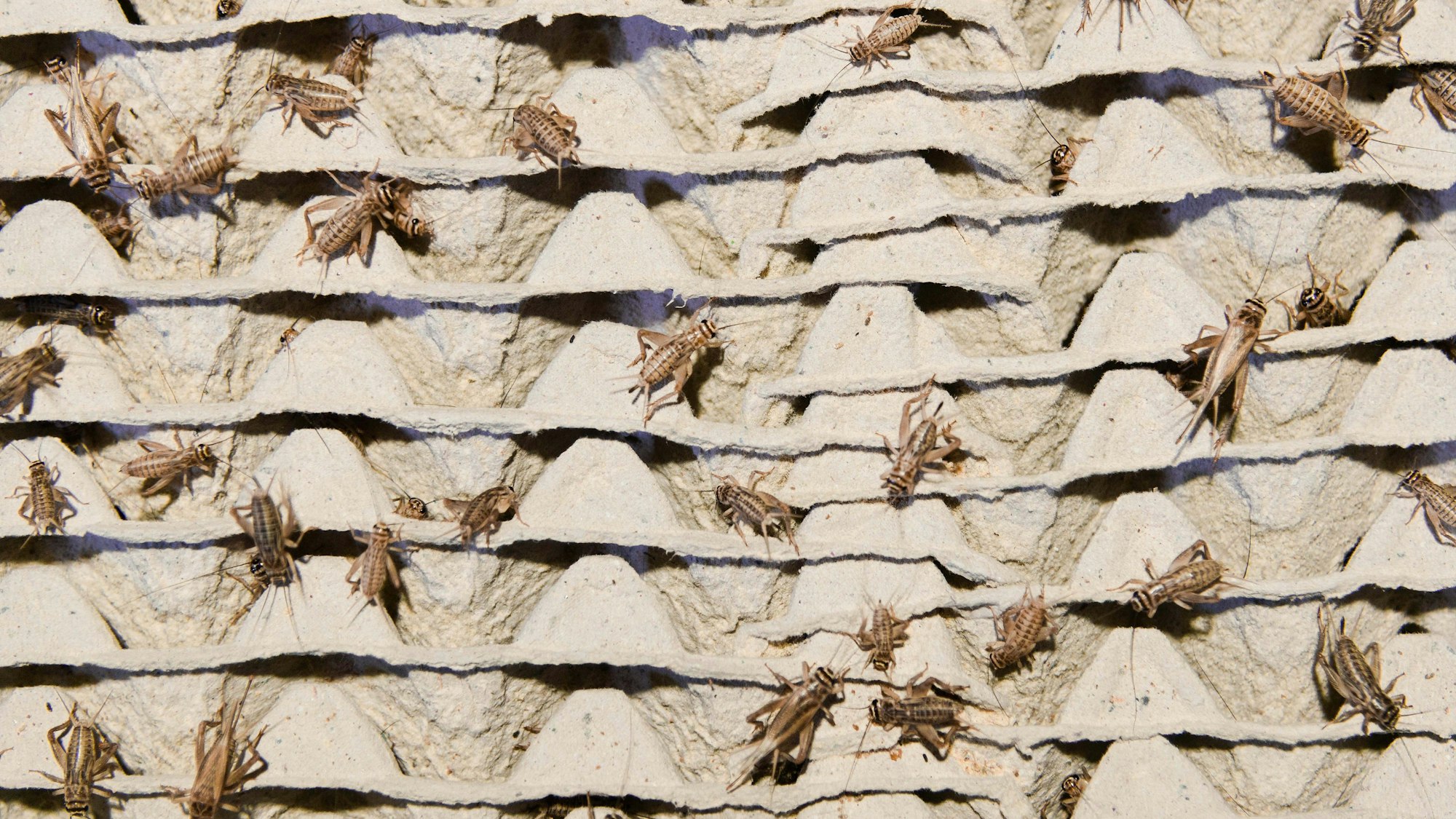 Seit 2018 sind Lebensmittel mit Hausgrillen in der EU zugelassen.