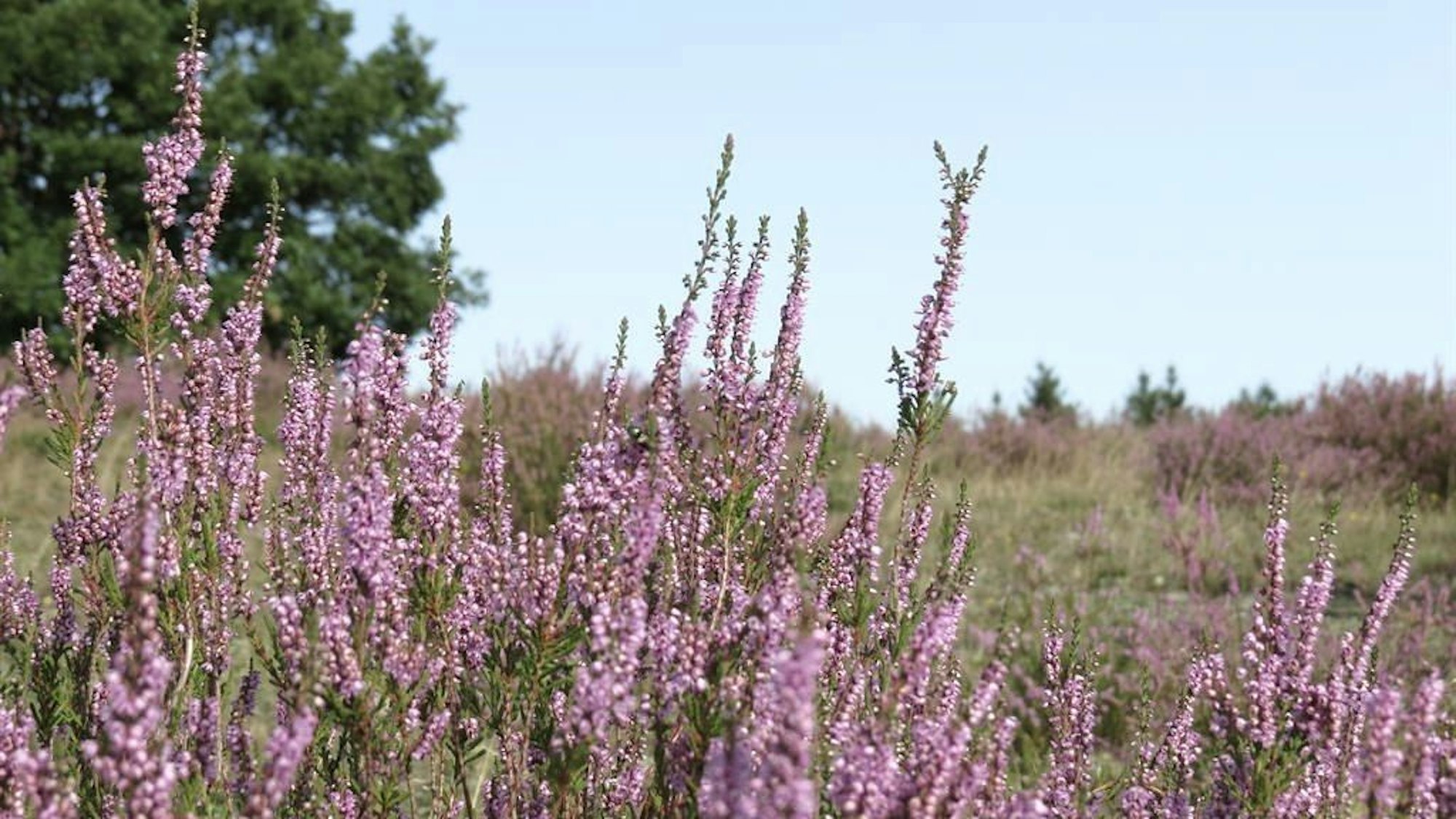 Eifel Traumfad Wacholderheide