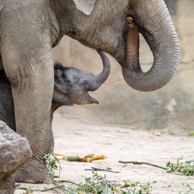 Das Elefantenbaby Sarinya steht unter einem großen Elefanten und lacht.