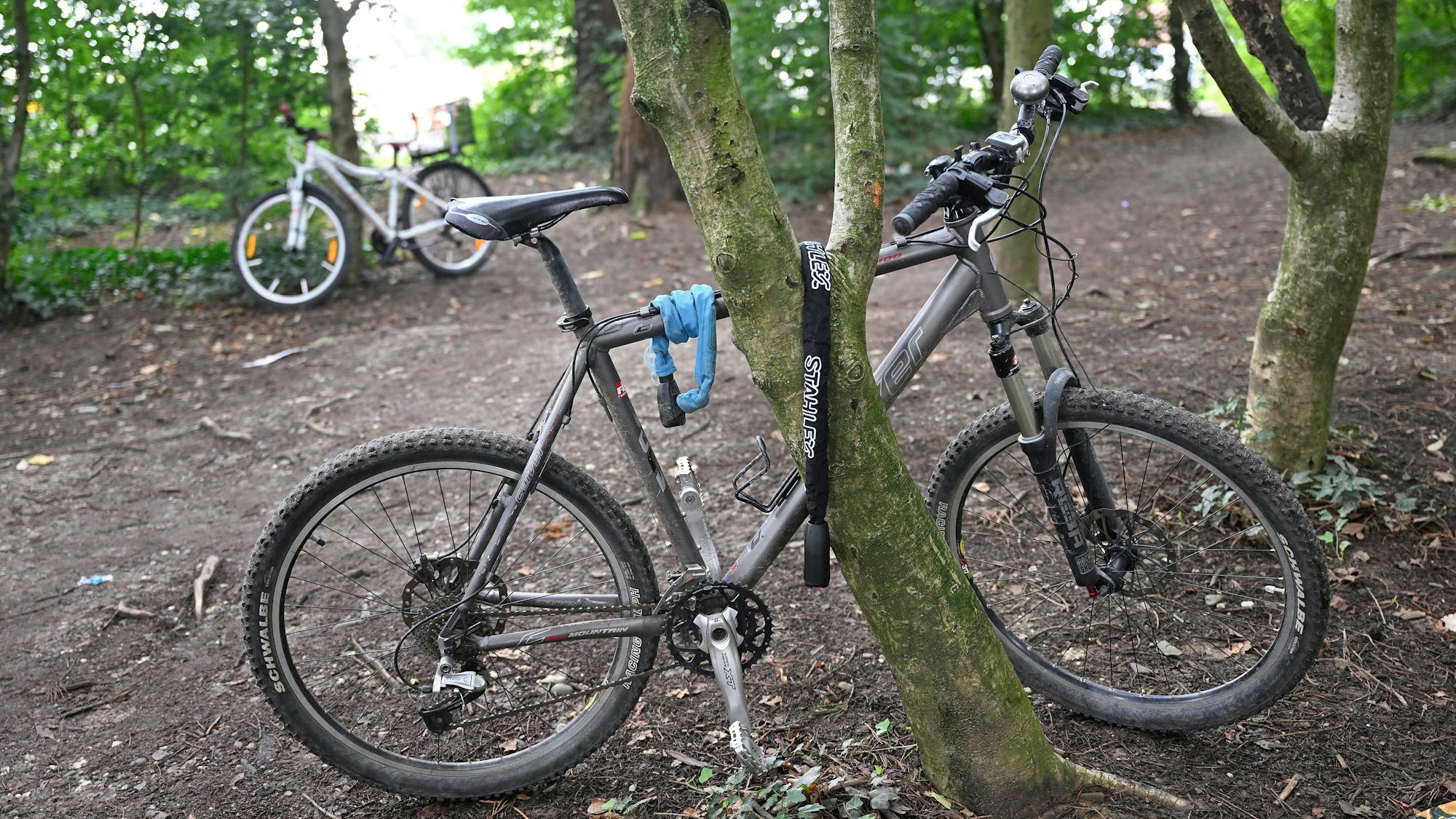 Ein Fahrrad steht an einen Baum festgekettet in einem Waldstück.