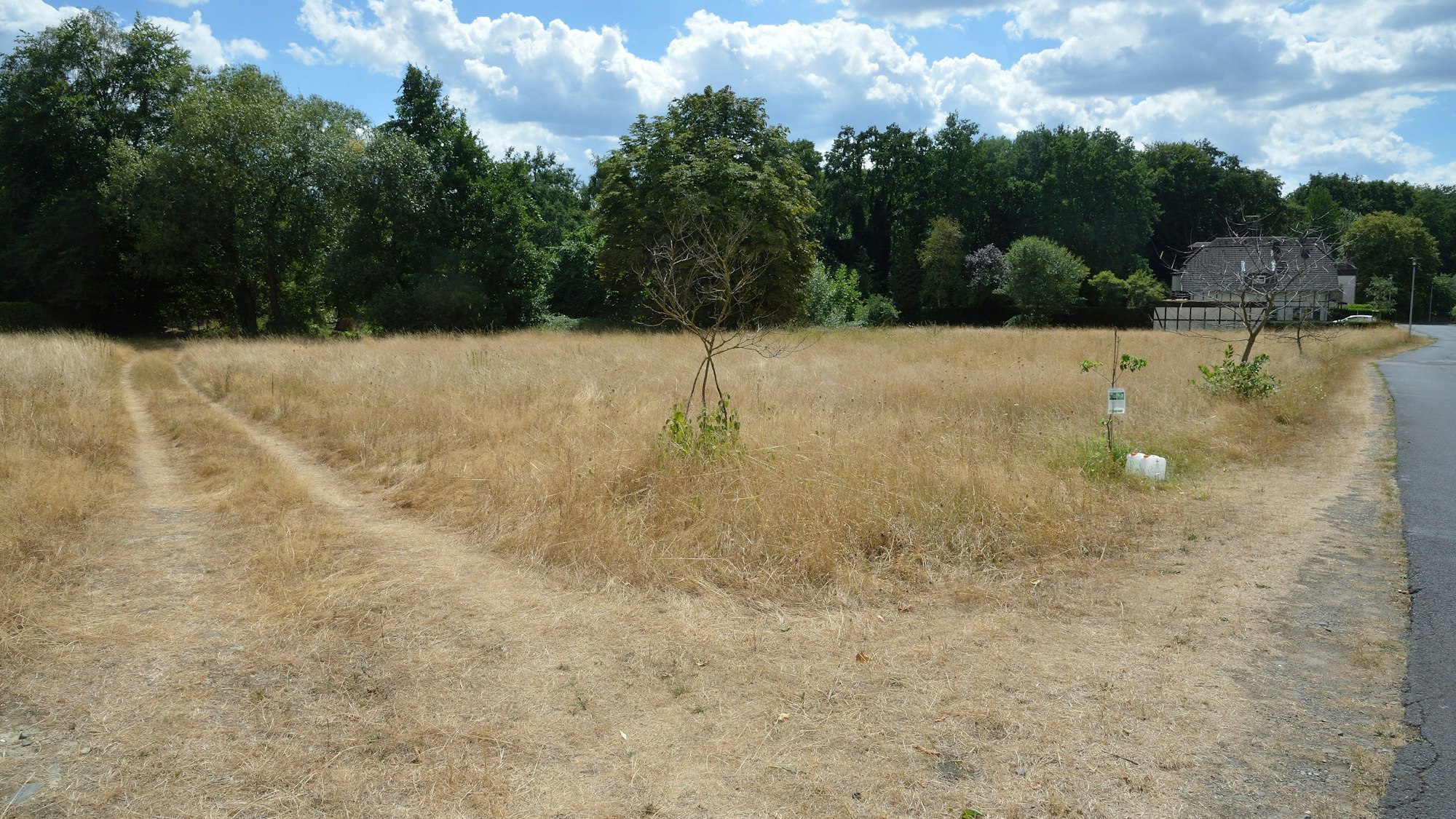 Blick auf die Wiese. Im Vordergrund stehen neu angepflanzte Bäume.