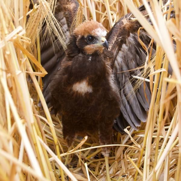 Das Bild zeigt eine junge Rohrweihe im Nest.