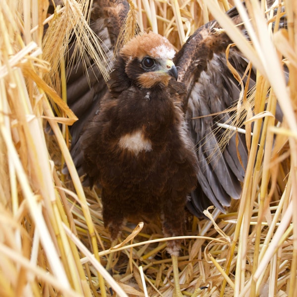 Das Bild zeigt eine junge Rohrweihe im Nest.