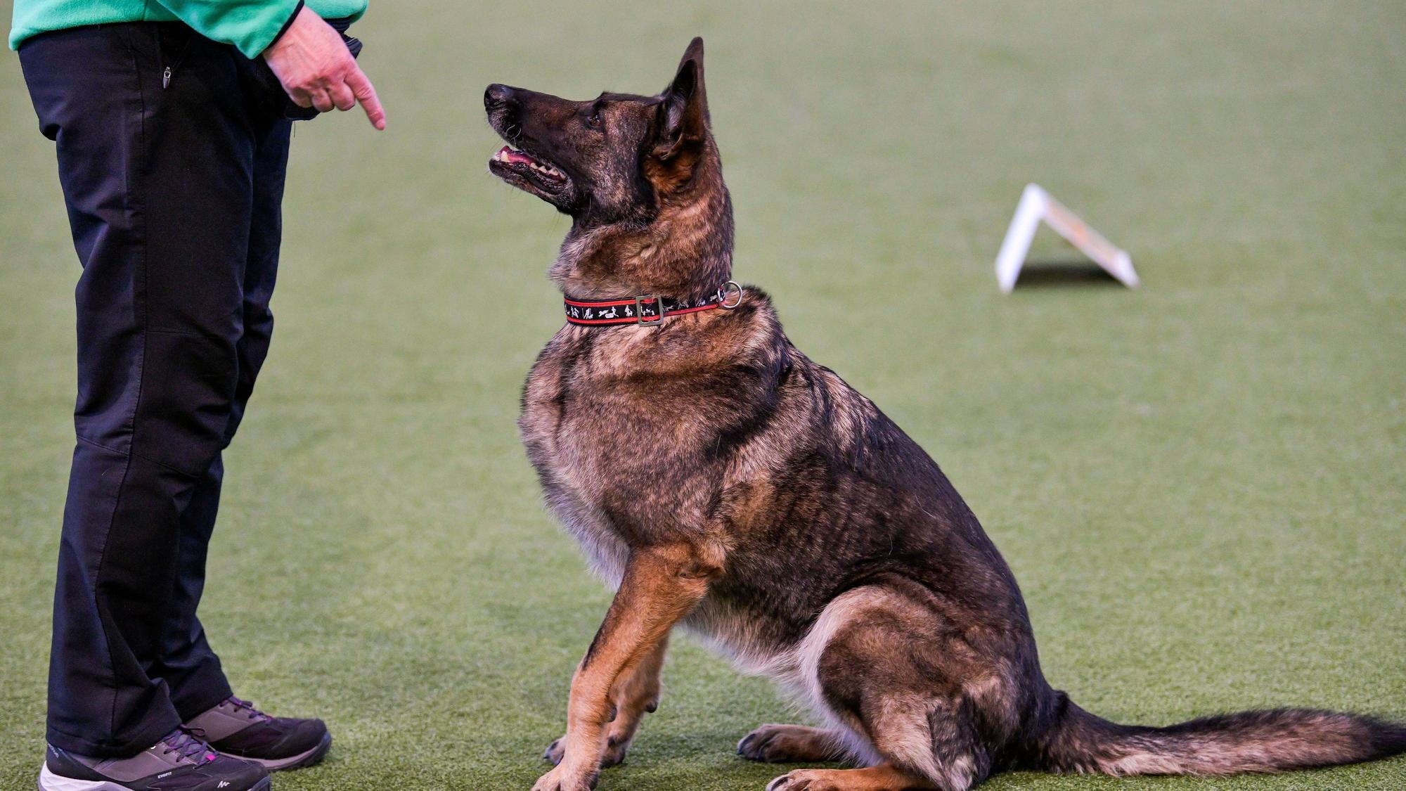 Schäferhunde lieben es, zu arbeiten. Beim Hundesport blühen sie auf.