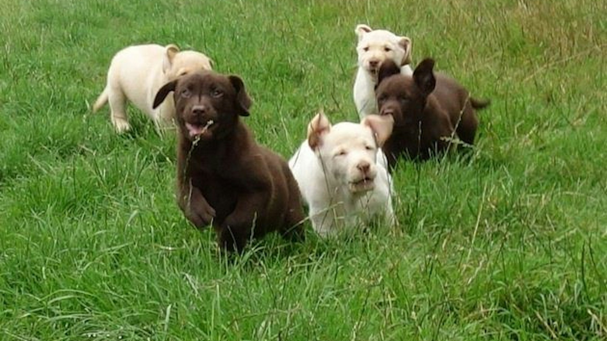 Das von der Polizei Coesfeld zur Verfügung gestellte Handout zeigt fünf Hundewelpen spielend auf einer Wiese.