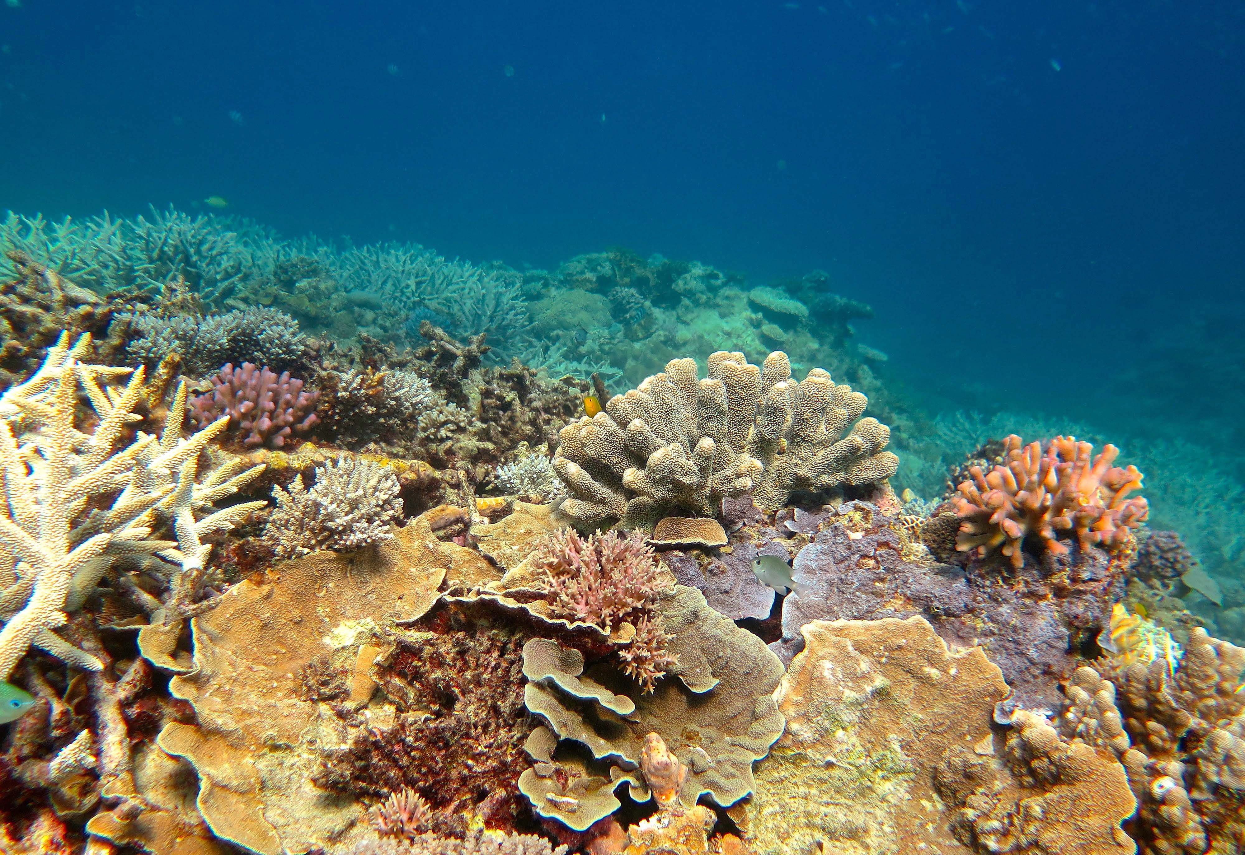 Korallen im Great Barrier Reef werden von türkis schimmerndem Wasser umspült. In den bunten Korallen verstecken sich einige Fische. (Symbolbild)