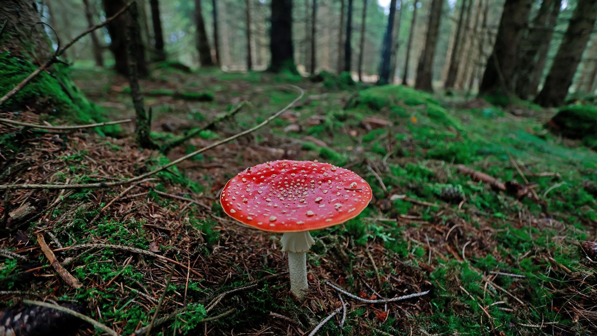 Ein Symbolbild zeigt einen Fliegenpilz im Wald.