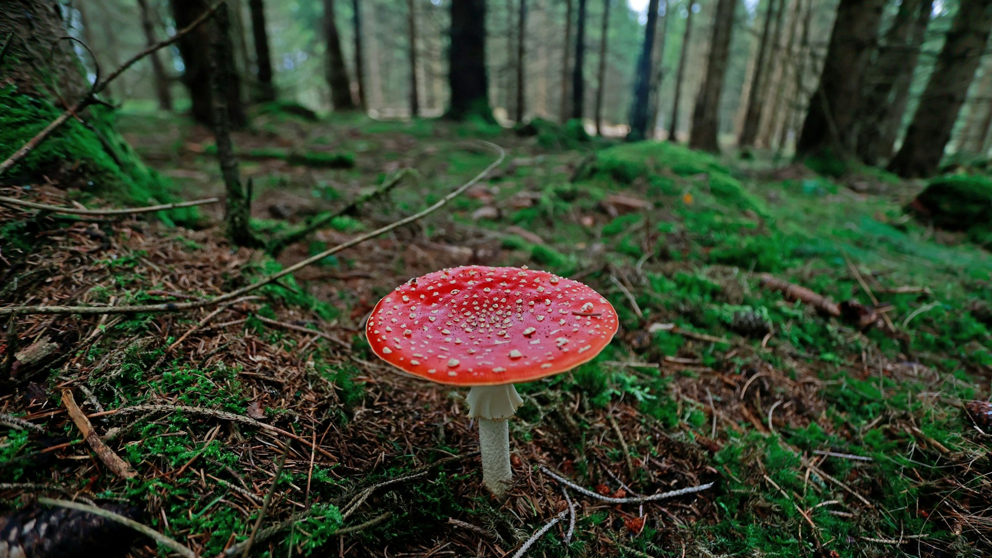 Ein Symbolbild zeigt einen Fliegenpilz im Wald.