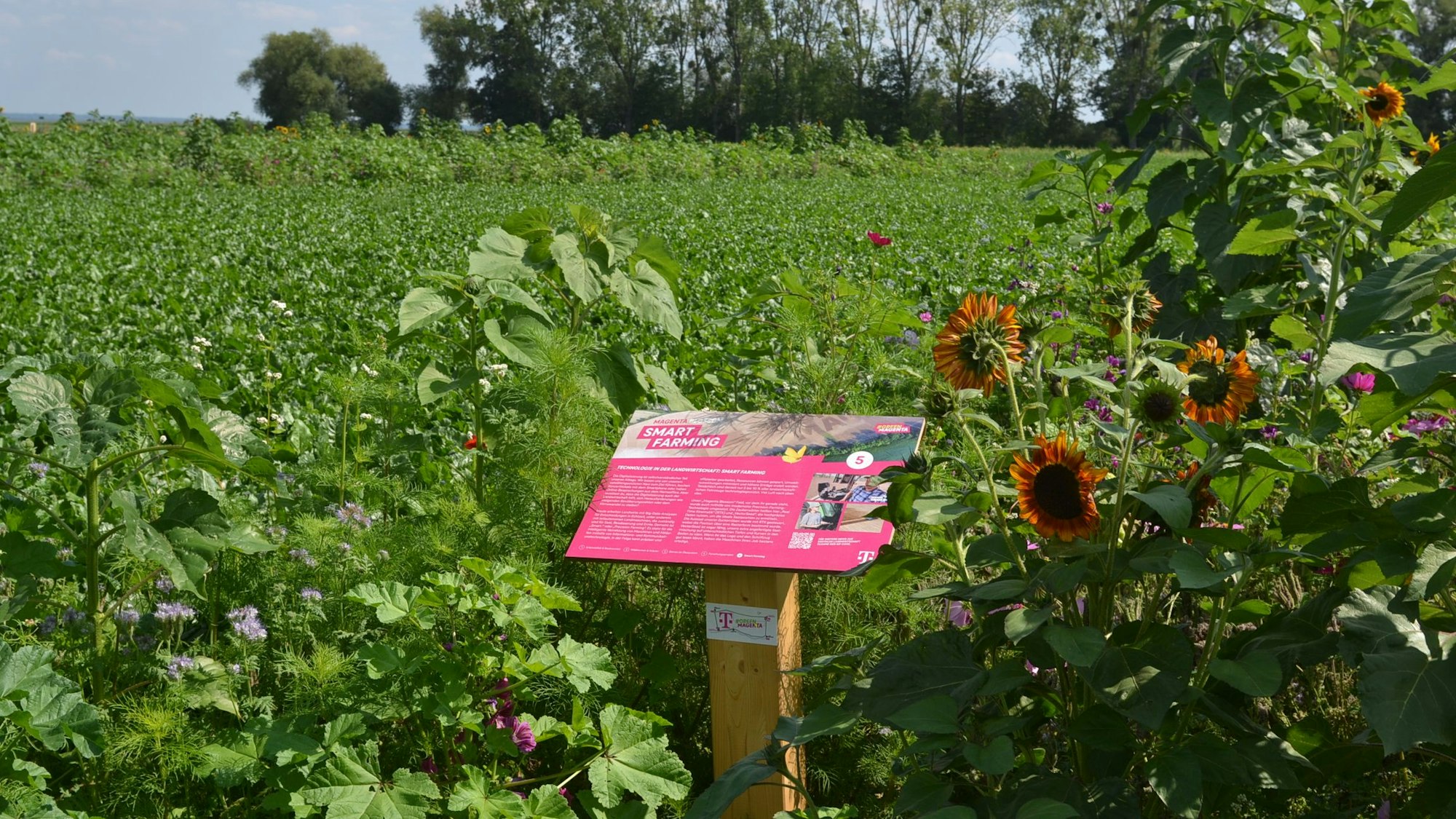An einem Feld mit zahlreichen blühenden Pflanzen steht eine Infotafel, die das Naturschutzprojekt der Deutschen Telekom beschreibt.