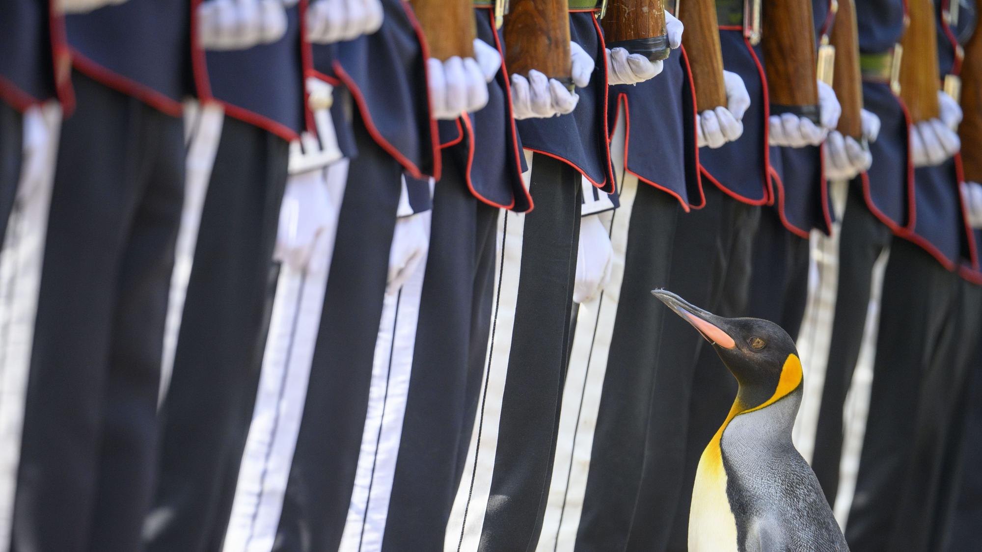 Ein Königspinguin steht vor uniformierten Menschen, die Gewehre geschultert haben.
