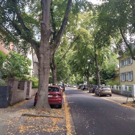 Das Bild zeigt eine Allee mit mehreren Wohnhäusern in Bergheim.