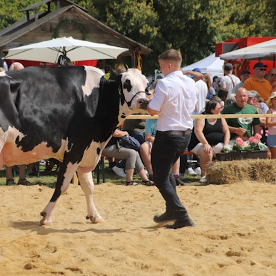 Ein Mann führt eine schwarz-weiße Kuh während der Kreistierschau über eine Sandfläche.