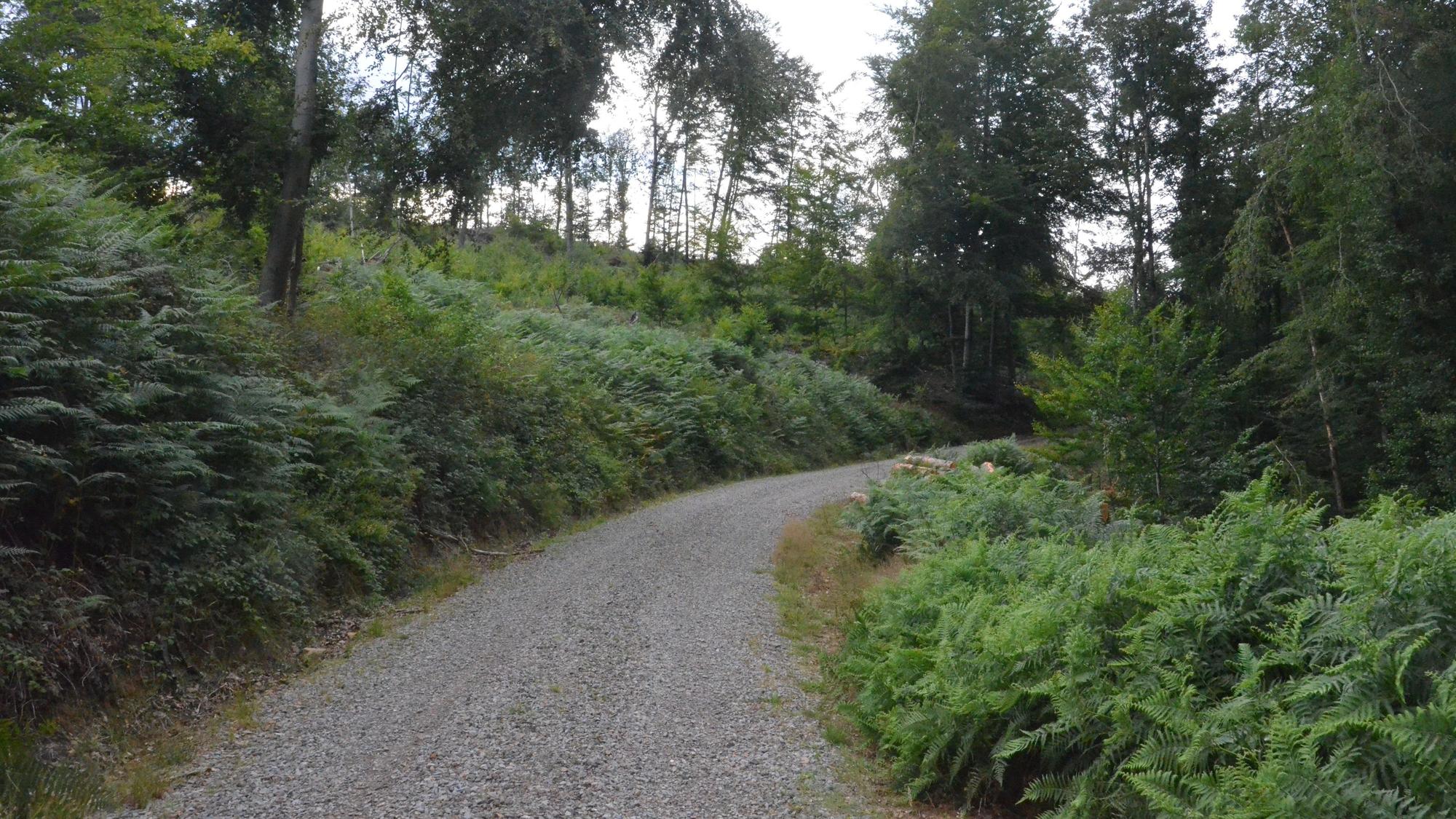 Ein Waldweg, an dem rechts und links ein Meer aus Adlerfarn wächst.