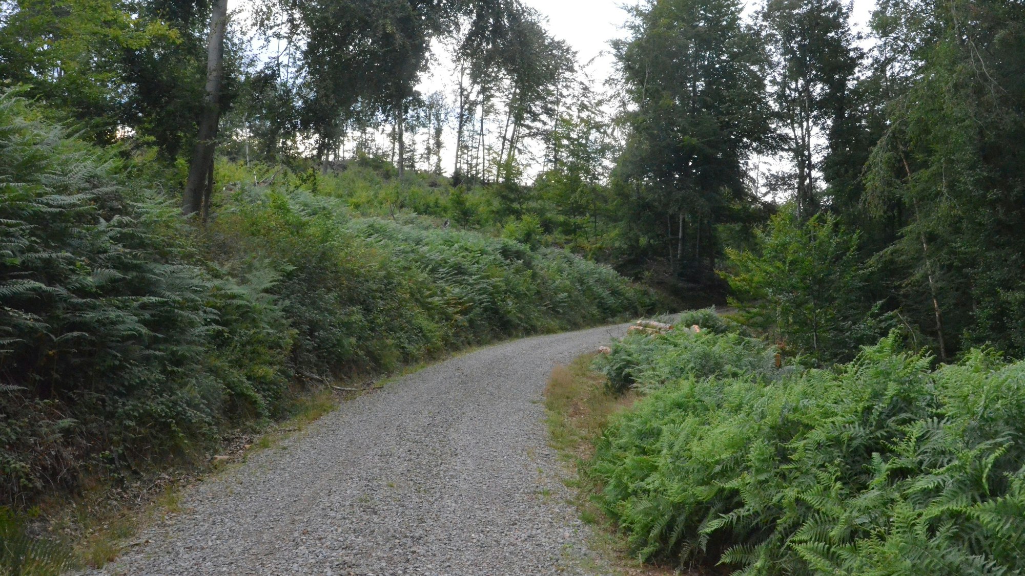 Ein Waldweg, an dem rechts und links ein Meer aus Adlerfarn wächst.