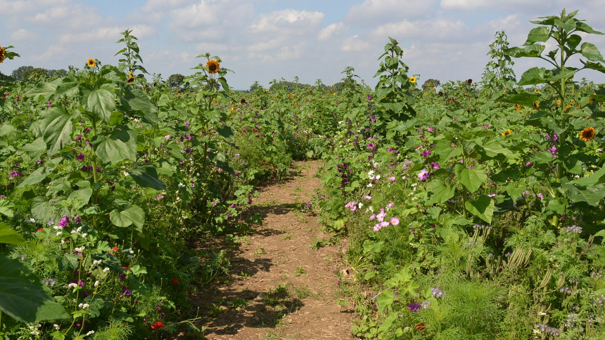 In einem Feld voller blühender Pflanzen ist in der Mitte ein Weg, den Wanderer nutzen können, um die Pflanzen zu betrachten.