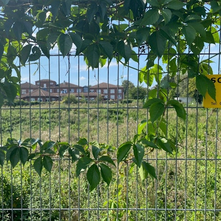 Zu sehen ist ein von Ranken überwachsener Bauzaun, der die grüne Brache eingrenzt, auf der die neue Feuerwache entstehen soll. Im Hintergrund steht das Seniorenheim Johannesstift.
