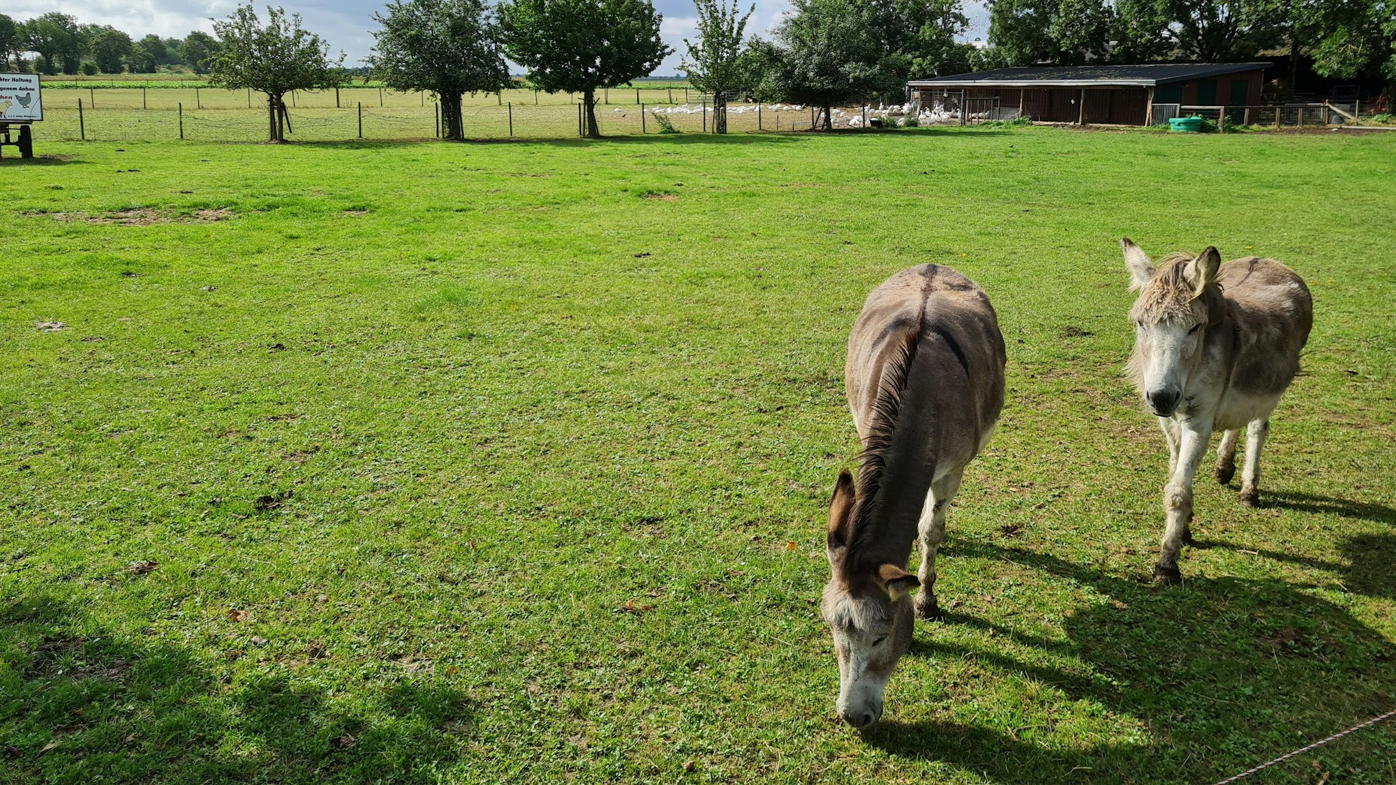 Das Foto zeigt zwei Esel auf einer Weide in Thorr. In unmittelbarer Nähe sollte eine Kiesgrube entstehen.