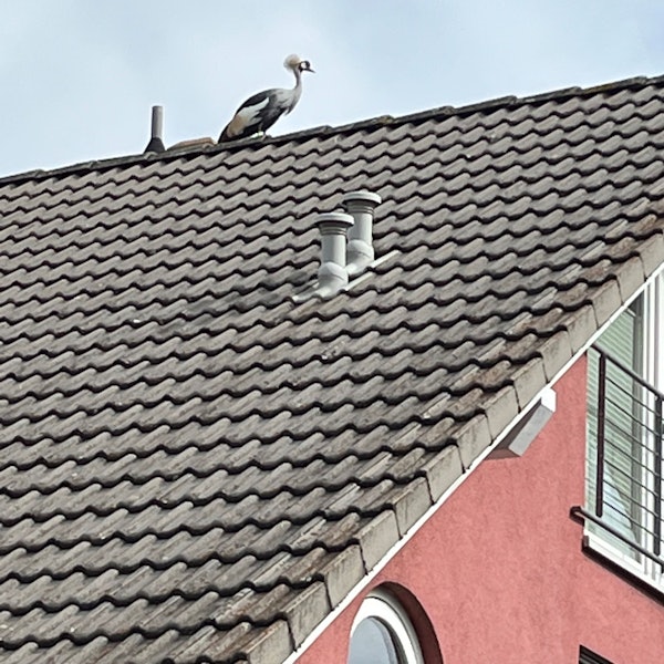 Der Kronenkranich auf dem Hausdach.