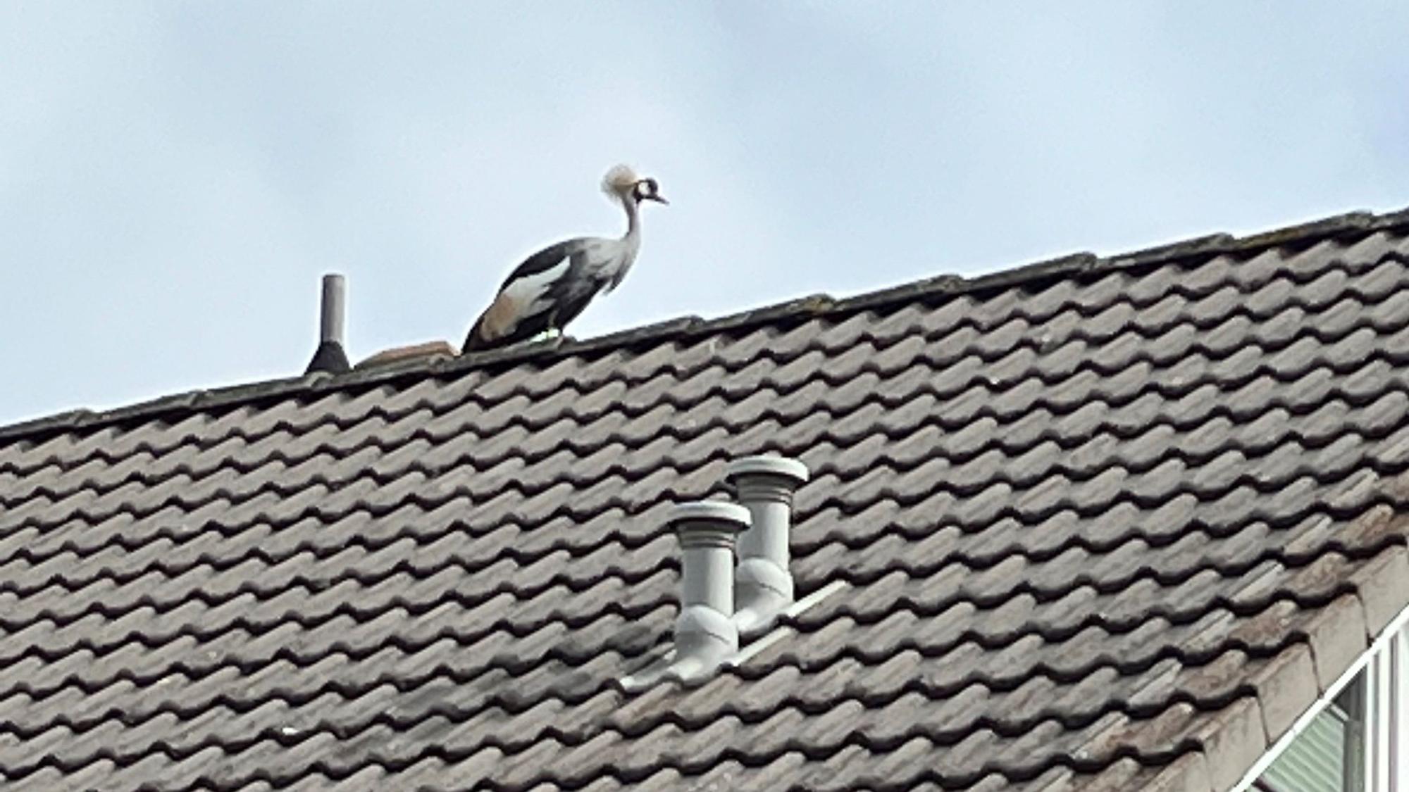 Der Kronenkranich auf dem Hausdach.
