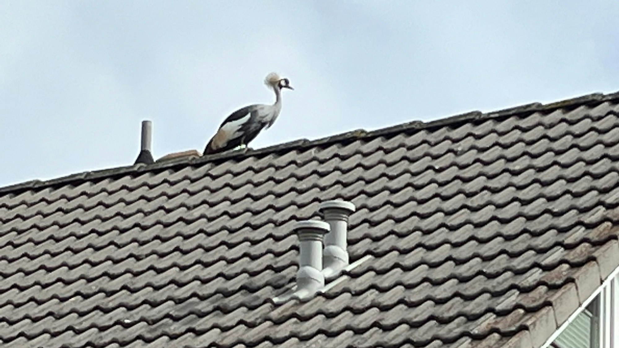 Der Kronenkranich auf dem Hausdach.