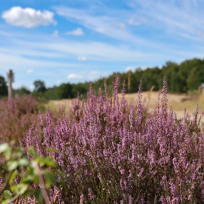 Blühendes Heidekraut in der Wahner Heide