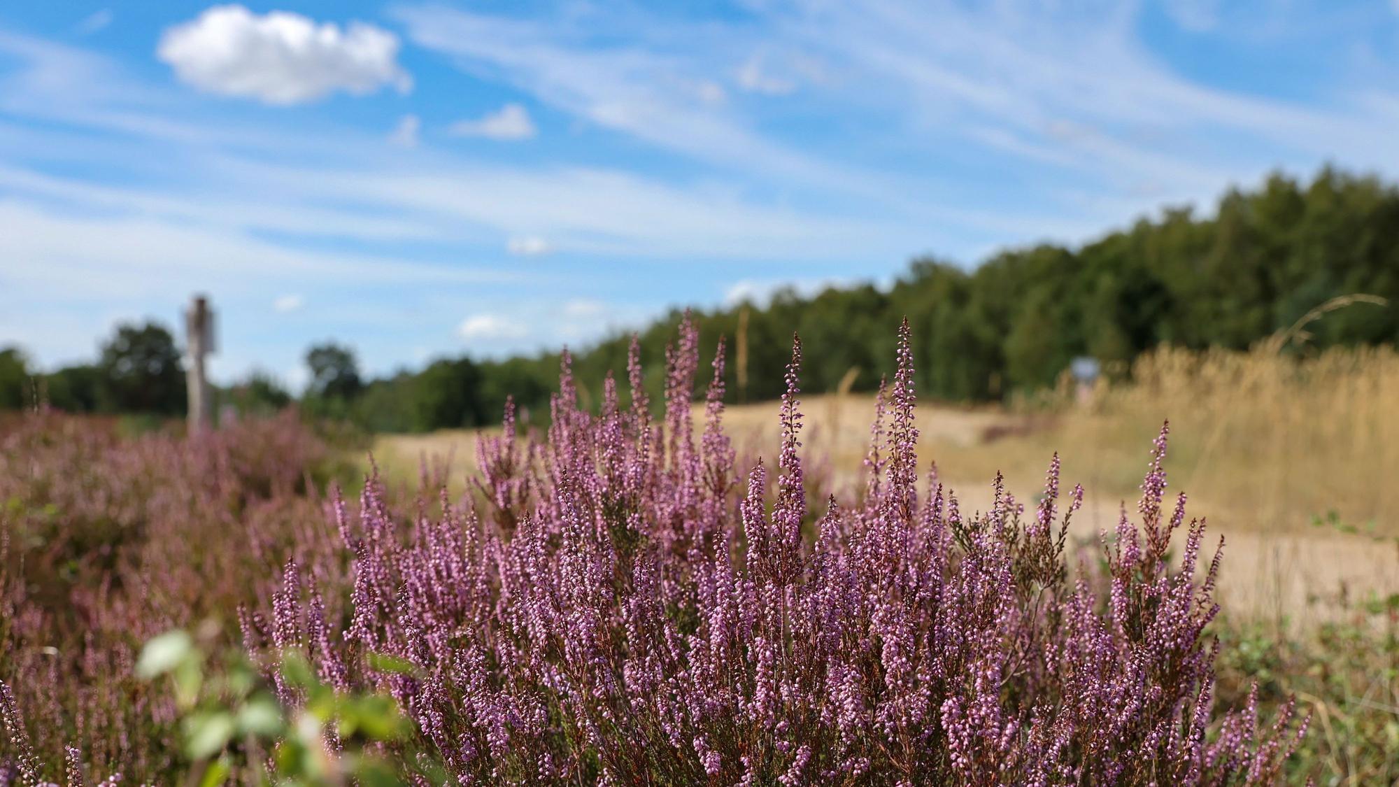 Blühende Erika (Heidekraut ) in der Wahner Heide Ende August. (Archivbild)