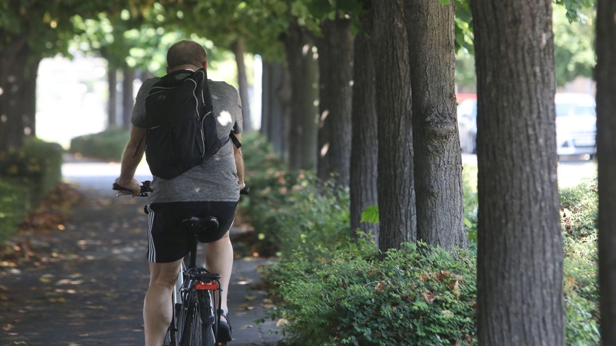 Ein Radfahrer fährt durch die Lindenallee auf der Rheinpromenade in Königswinter.