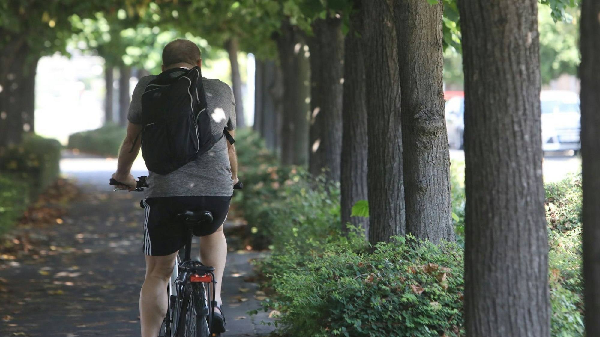 Ein Radfahrer fährt durch die Lindenallee auf der Rheinpromenade in Königswinter.