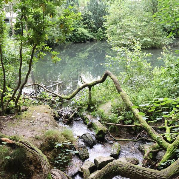 Blick auf das Wasser des Entenweihers: Mit dem Teich im Wiedenhofpark verbinden viele Waldbrölerinnen und Waldbröler schöne Erinnerungen aus der Kindheit. Jetzt sollen das Wasser und seine Umgebung zu einem Lernort unter freiem Himmel aufgewertet werden.
