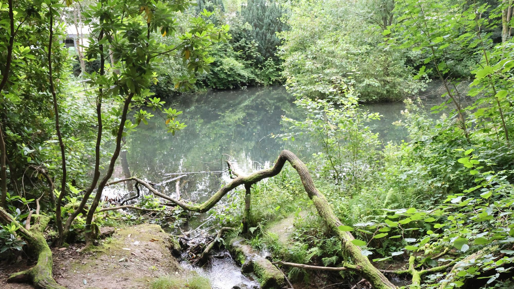 Blick auf das Wasser des Entenweihers: Mit dem Teich im Wiedenhofpark verbinden viele Waldbrölerinnen und Waldbröler schöne Erinnerungen aus der Kindheit. Jetzt sollen das Wasser und seine Umgebung zu einem Lernort unter freiem Himmel aufgewertet werden.
